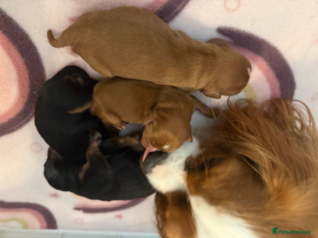 Cavalier King Charles Spaniel dogs for sale: Cavalier King Charles  - Image 25