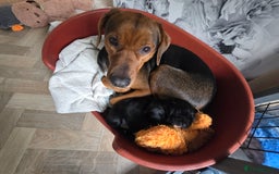 Mixed Breed dogs for sale: Adorable Black Lab Mix - Image 8