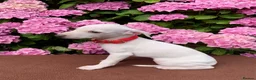 Italian Greyhound dogs for sale: KC Italian greyhound puppies East. Europ lineage - Advert 30