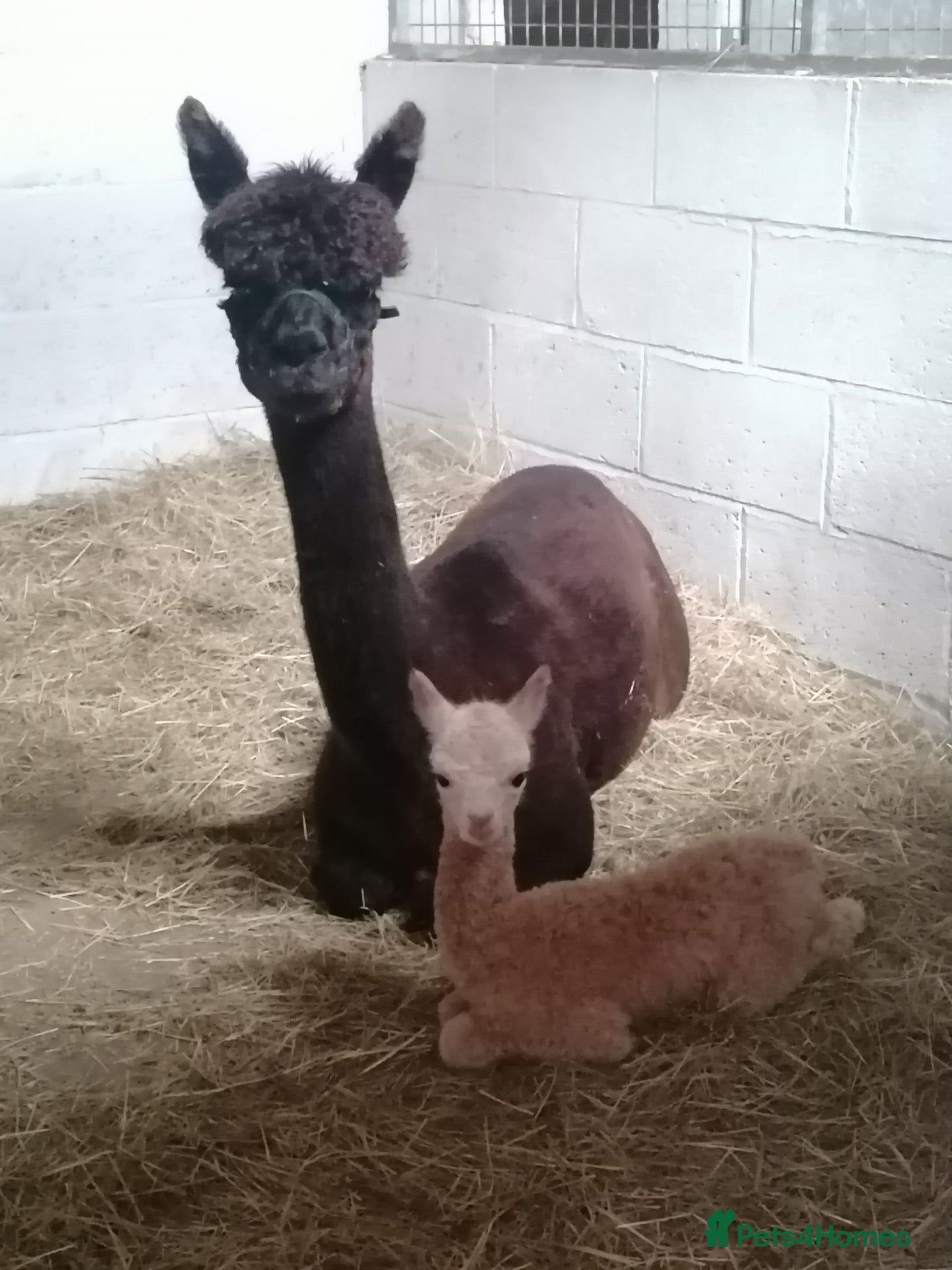 Alpaca livestock 5 beautiful quality BAS registered alpacas - Advert 2