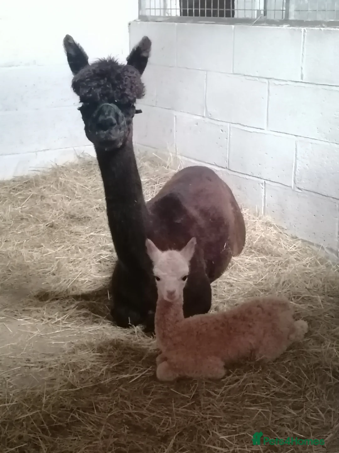 Alpaca livestock for sale: 5 beautiful quality BAS registered alpacas - Advert 1