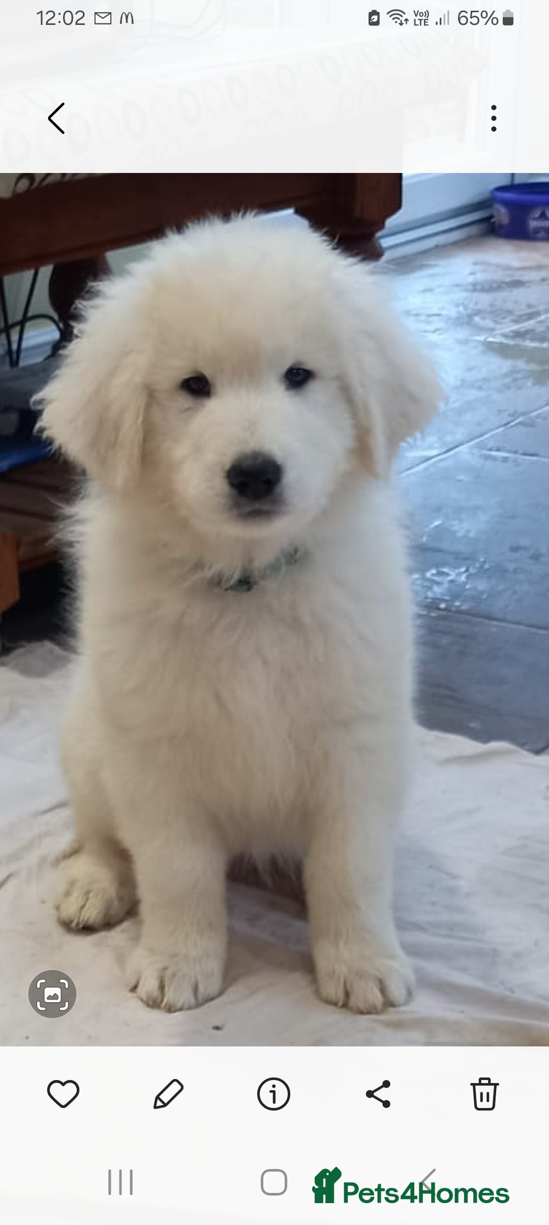 Italian Sheepdog Maremma Livestock Guardian Dogs For Sale Maremma