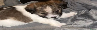 Chorkie Puppy 2