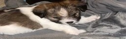 Chorkie dogs for sale: Outstanding Chorkie Puppies 🐶  - Advert 7