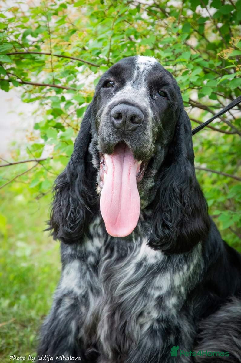 Cocker Spaniel dogs KC registered stud - Advert 2
