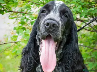 Cocker Spaniel dogs KC registered stud - Advert 2
