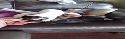 Jack Russell dogs for sale: Gorgeous boy Jack Russell pup in Denny - Advert 5