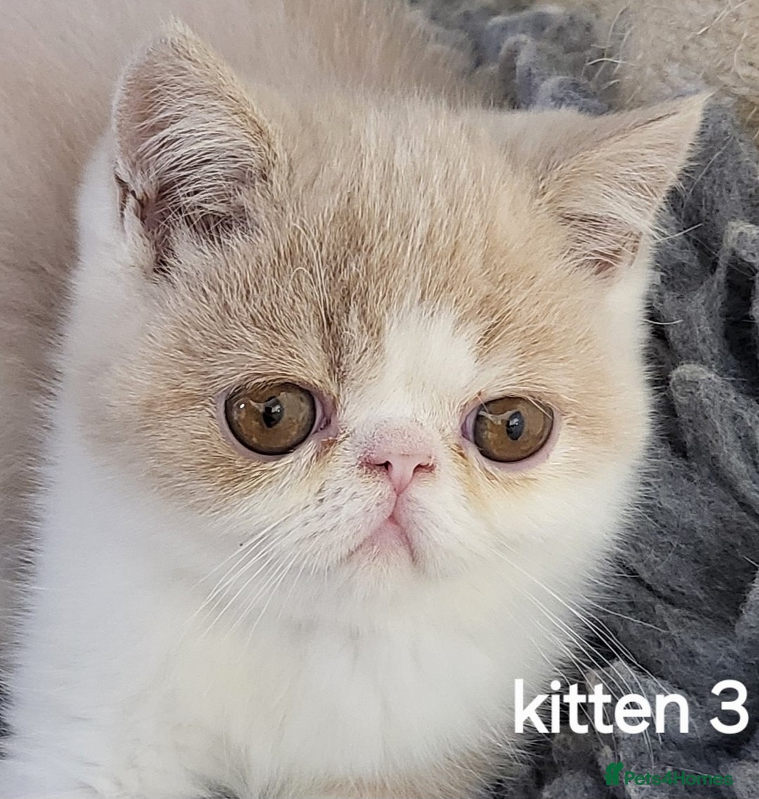 Exotic cats for sale: Registered Brothers  - Image 20