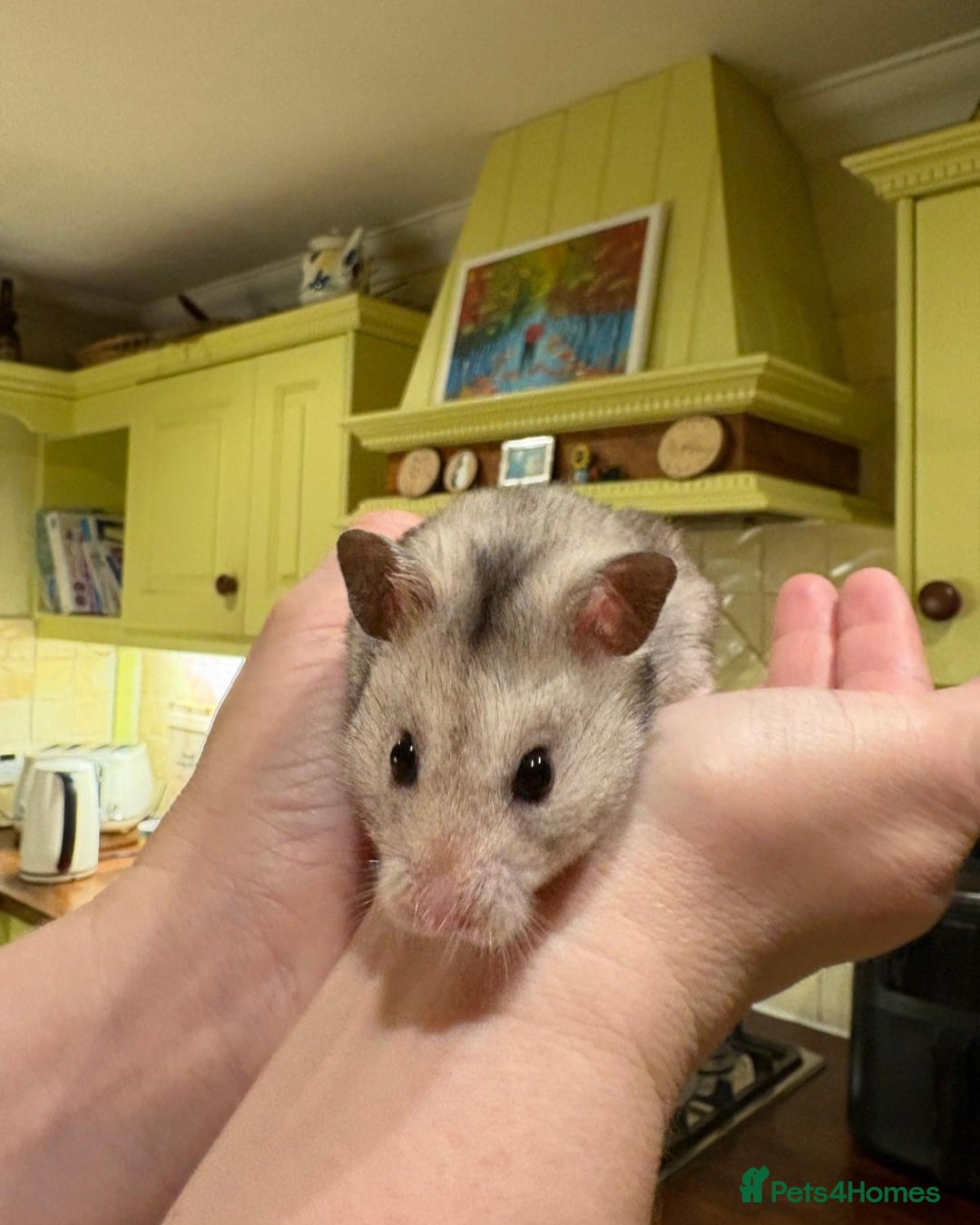 Hamster rodents for sale: Syrian hamster - Image 2