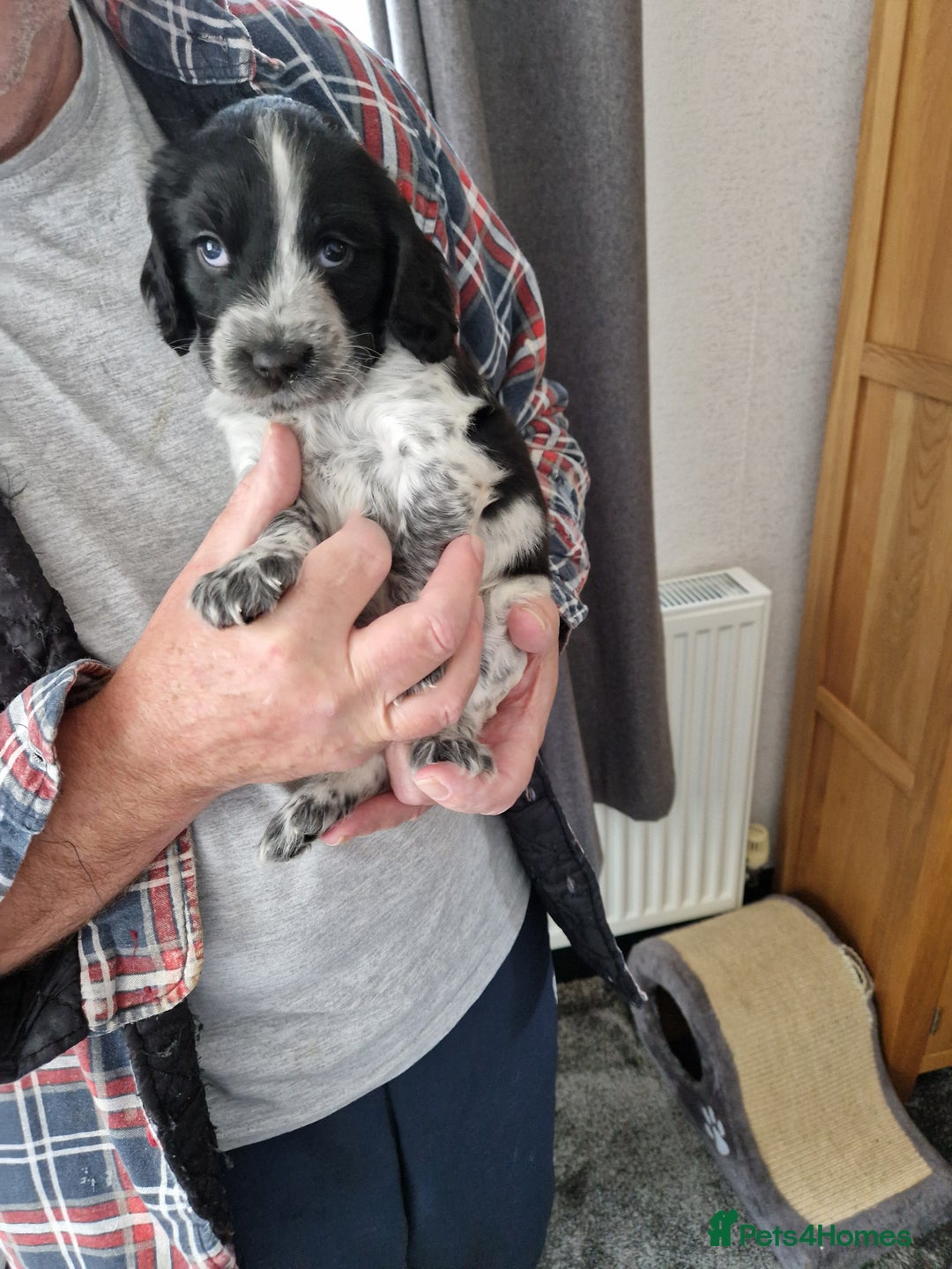 Cocker Spaniel dogs for sale: Cocker spaniel puppies for sale - Image 2