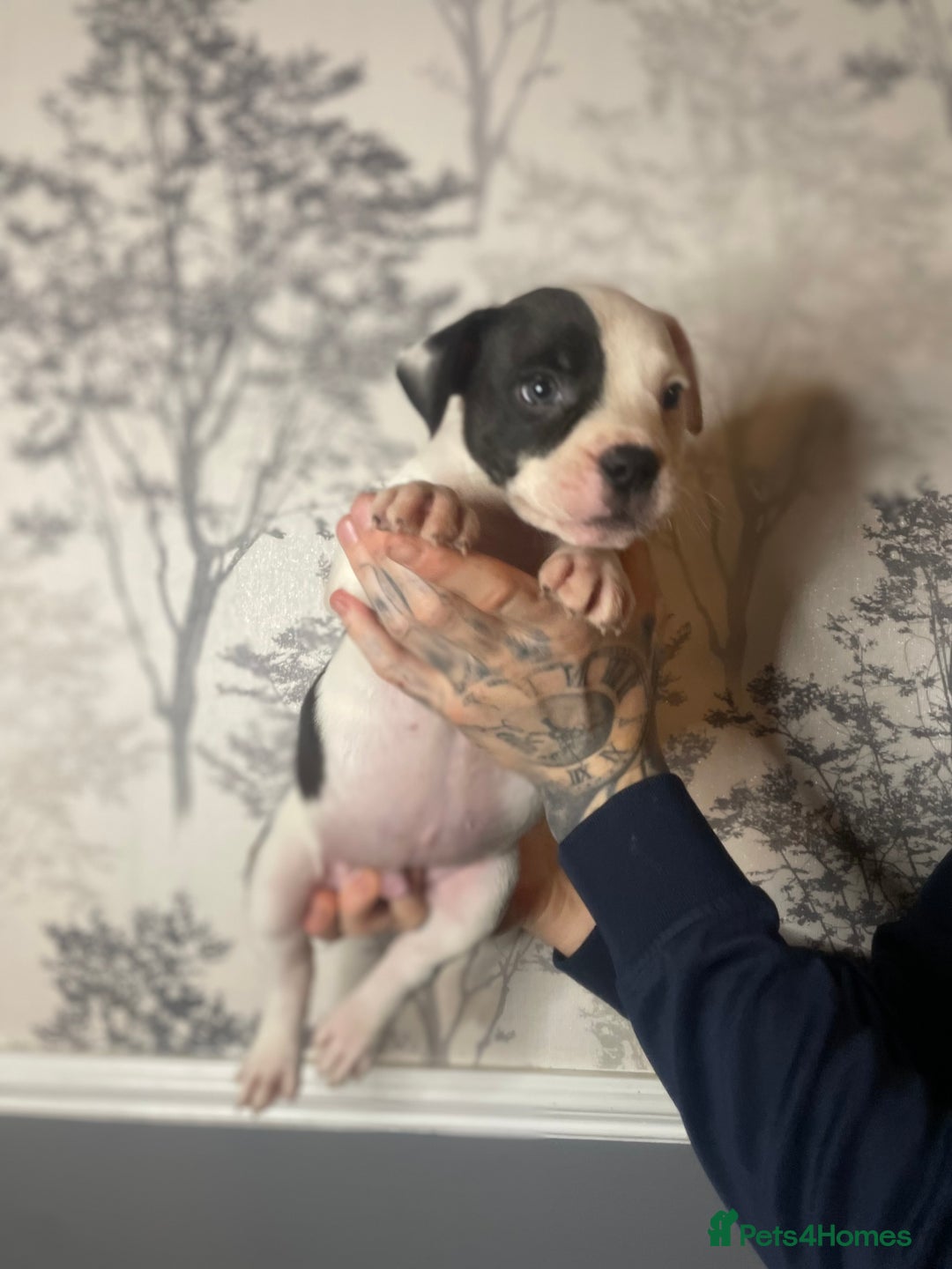 Mixed Breed dogs for sale: Bulldogs for sale  - Image 26