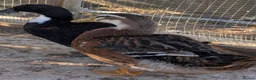 Ducks poultry for sale: Drake for rehoming (free) - Advert 2