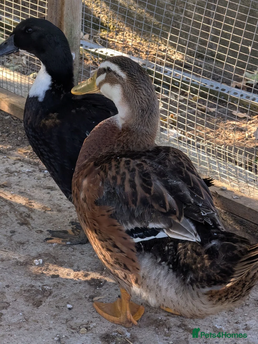 Ducks poultry for sale: Drake for rehoming (free) - Advert 2