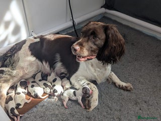 English Springer Spaniel dogs - Advert 6
