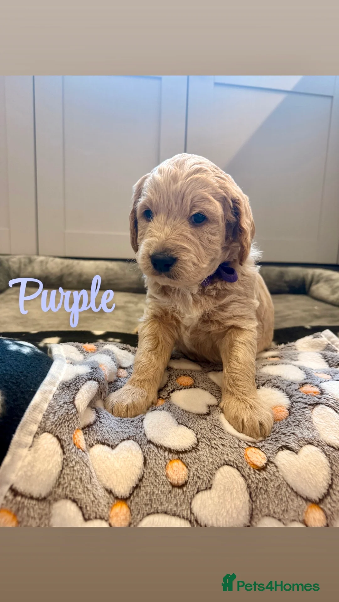 Labradoodle dogs for sale: Beautiful Labradoodle Puppies Available 🐾 - Advert 9
