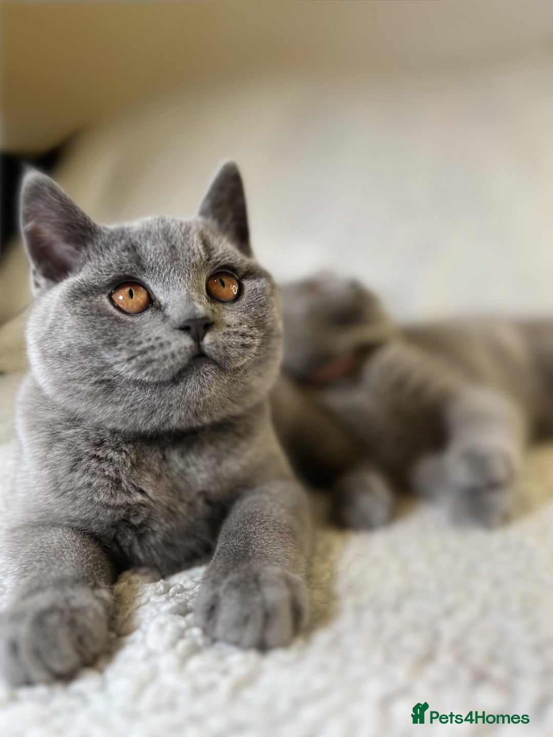 British Shorthair cats for sale: Adorable British Shorthair Kittens — READY TO GO! - Advert 16