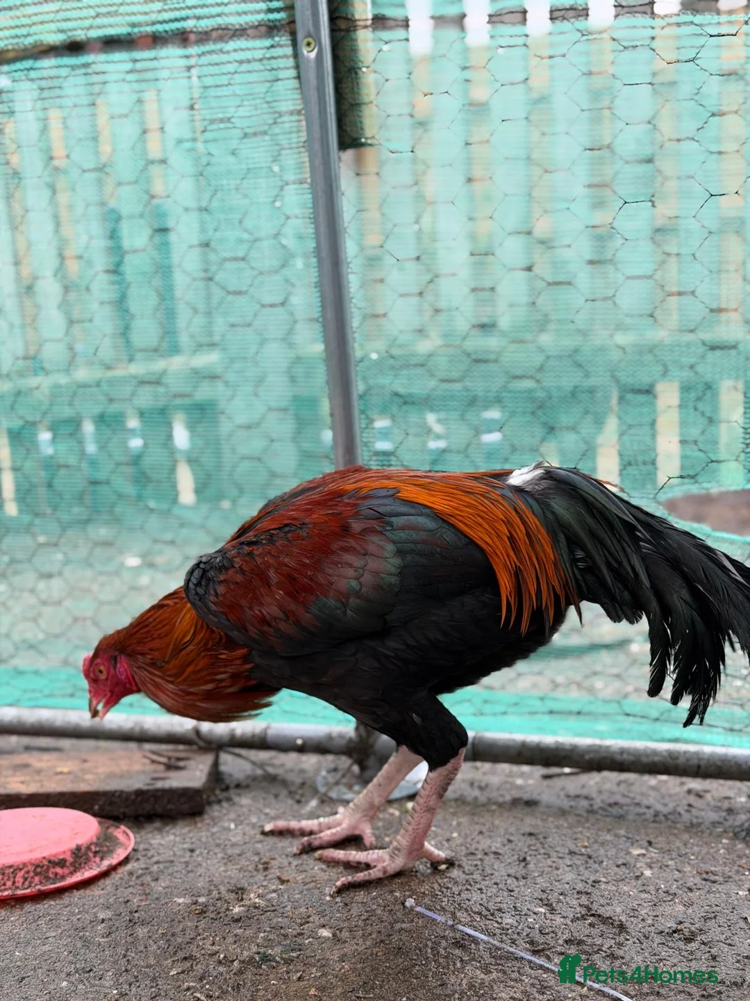 Hens poultry for sale: O shamo, shamo, Pakistani aseel and miwali   - Advert 4