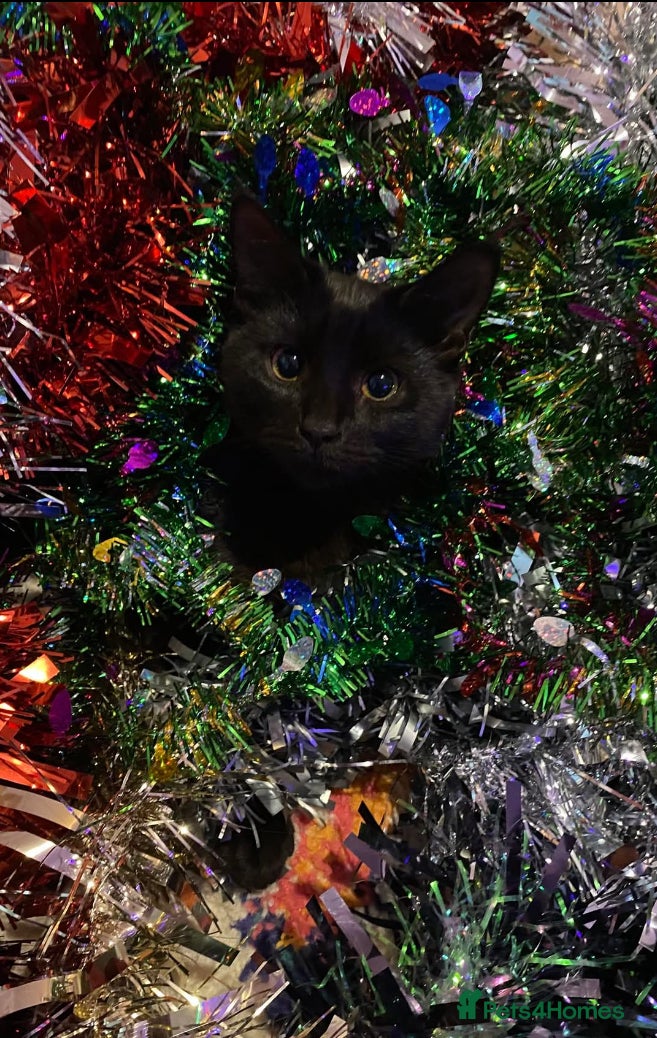 Mixed Breed cats Friendly Female Cat - Advert 1