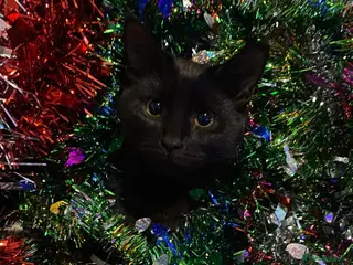 Mixed Breed cats Friendly Female Cat - Advert 1