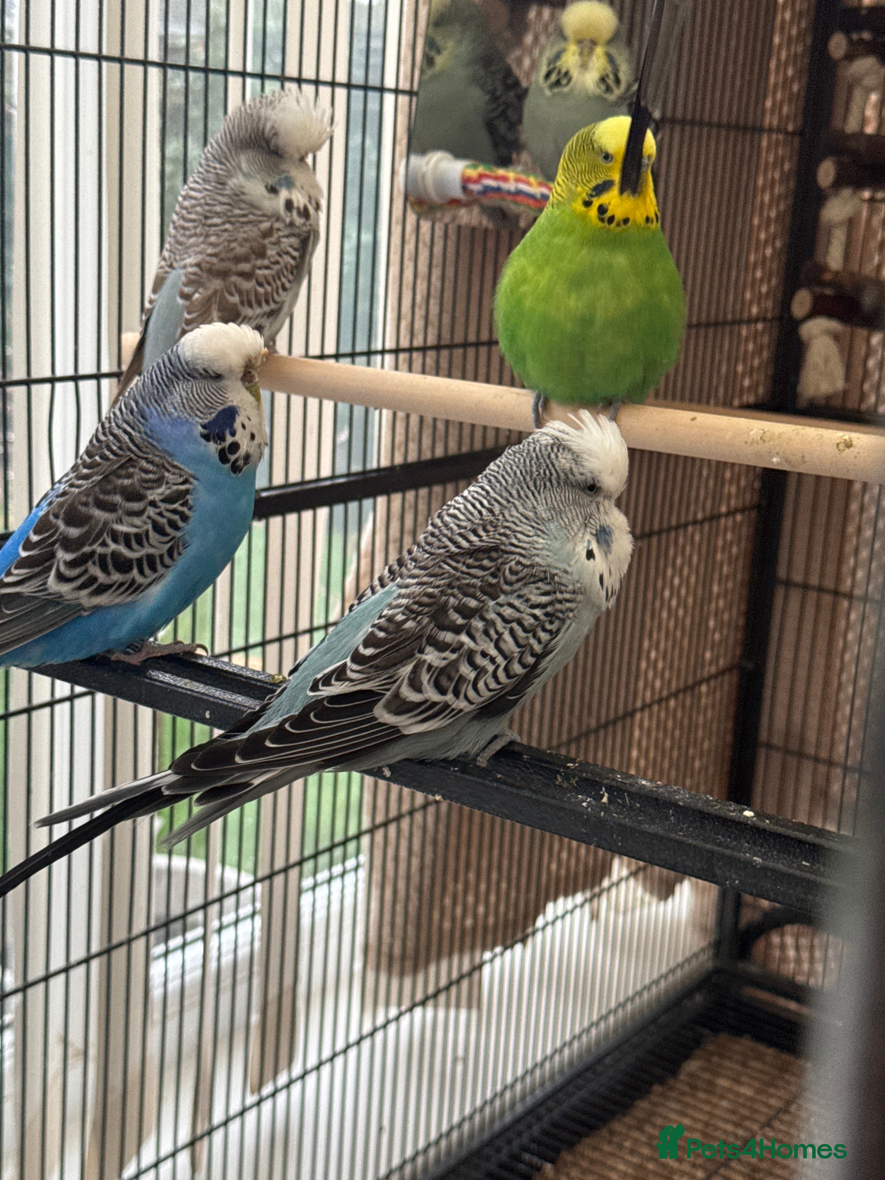 Budgerigars birds 10 Budgies – Must Stay Together - Advert 1