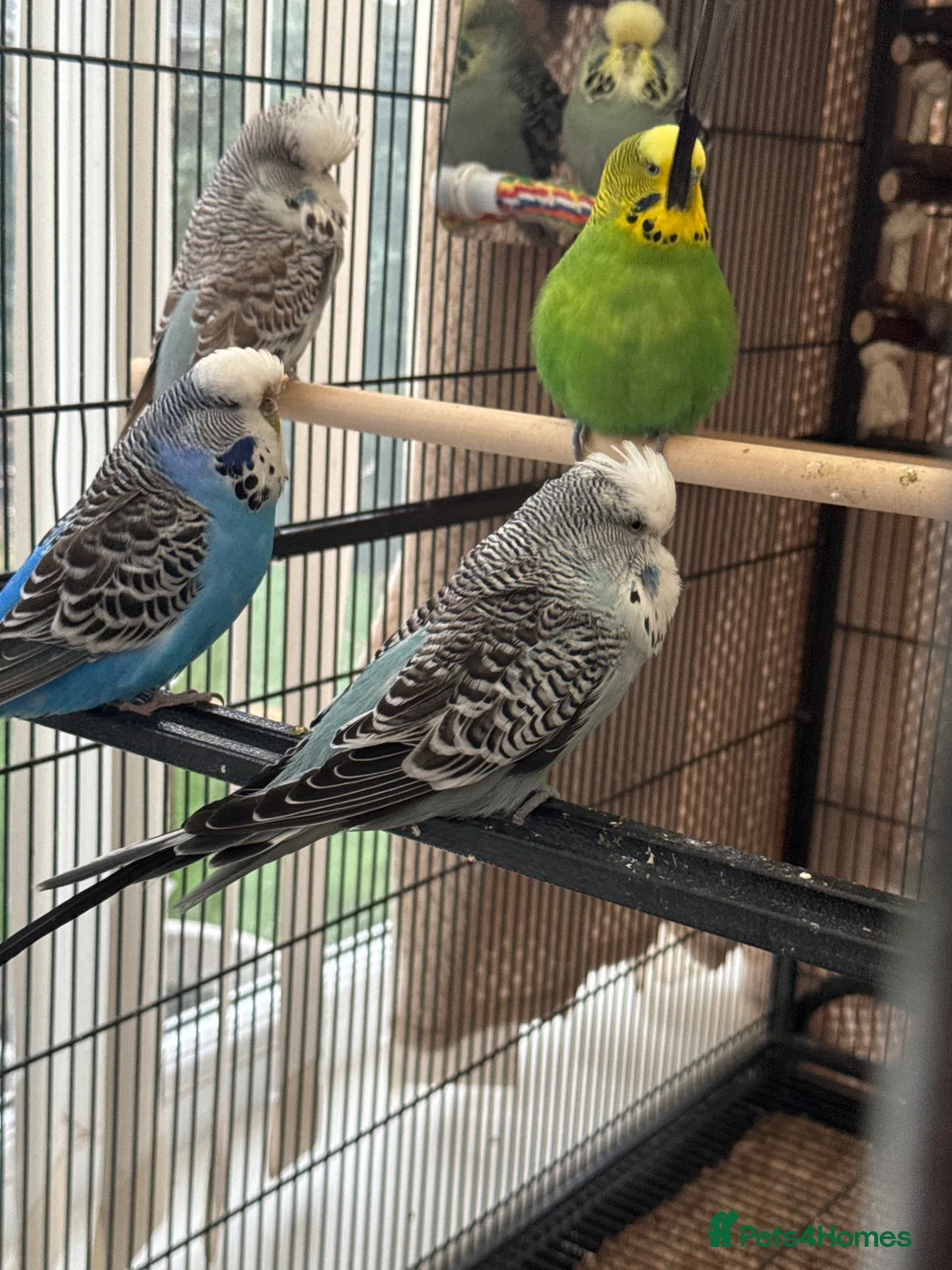 Budgerigars birds for sale: 10 Budgies – Must Stay Together - Advert 1