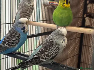 Budgerigars birds 10 Budgies – Must Stay Together - Advert 1
