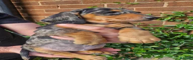 Dachshund 2