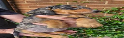 Dachshund dogs for sale: Beautiful dapple daschunds - Advert 12