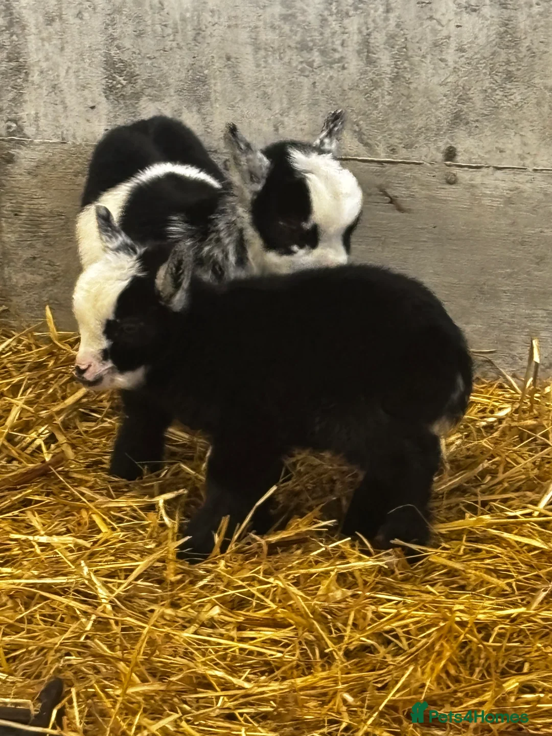 Goats livestock for sale: Breeding Nanny Goat with Twins at Foot (Ready Now) - Advert 7