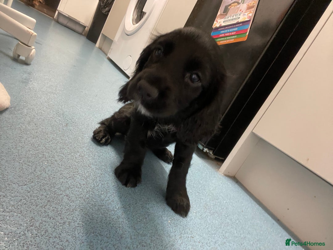 Cocker Spaniel dogs for sale: KC registered cocker spaniel puppies for sale  - Advert 10