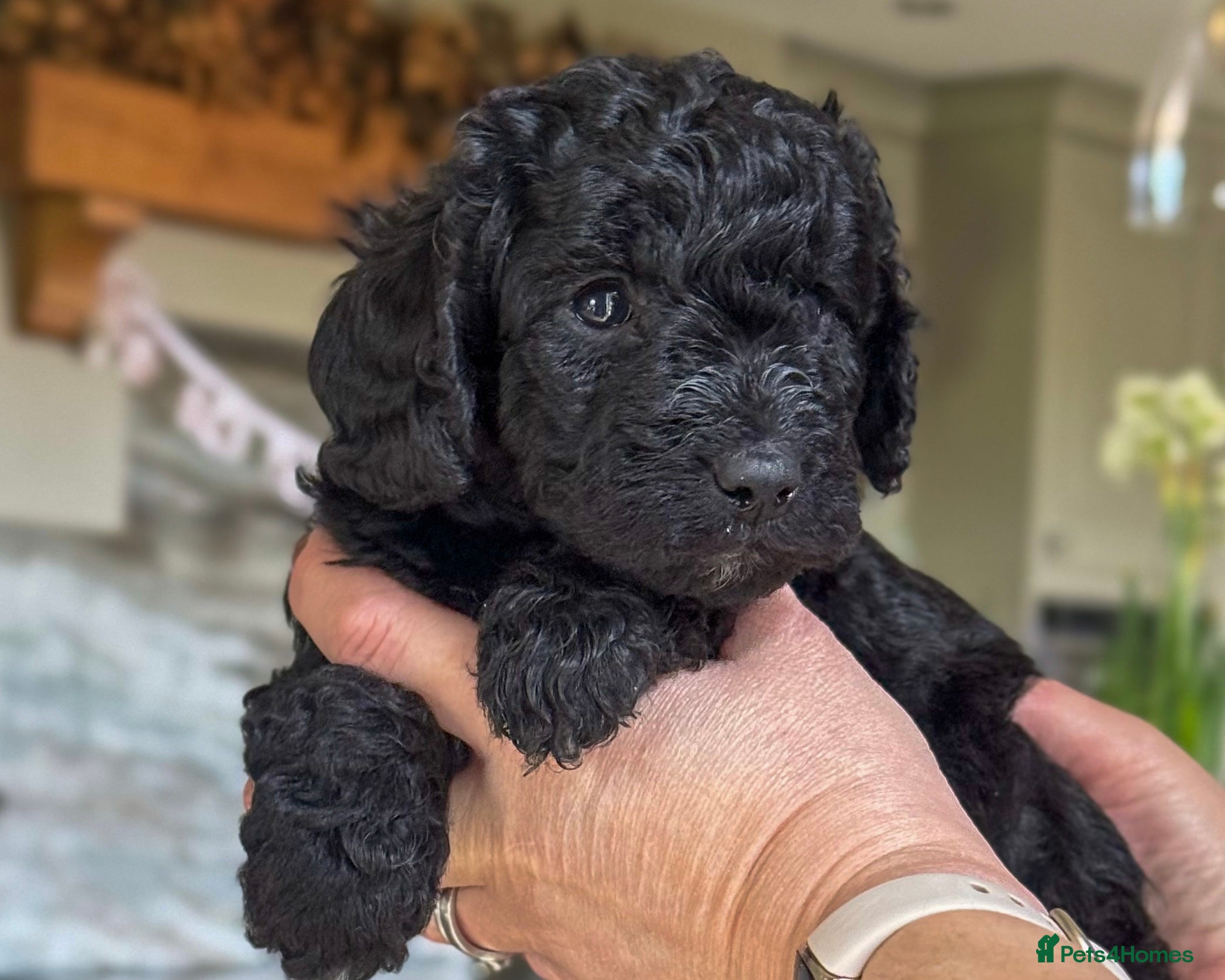 Australian Labradoodle dogs Four Australian Labradoodle puppies - Advert 3