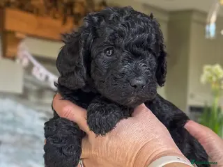 Australian Labradoodle dogs Four Australian Labradoodle puppies - Advert 4