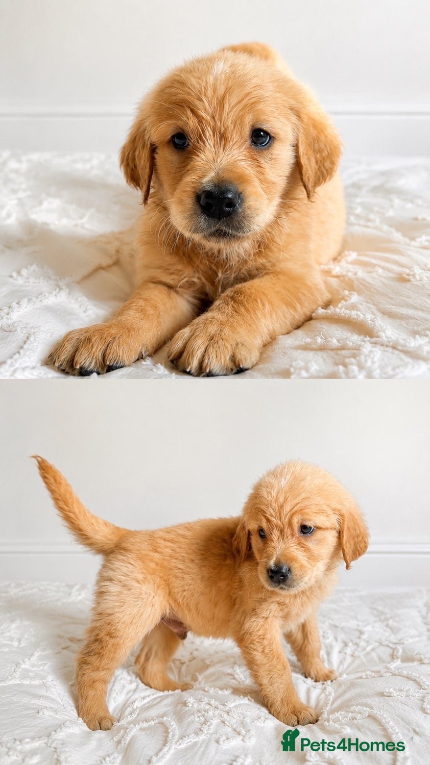 Golden Retriever dogs 8 gorgeous Golden Retriever puppies  - Advert 1