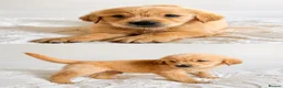 Golden Retriever dogs for sale: 8 gorgeous Golden Retriever puppies  - Advert 1