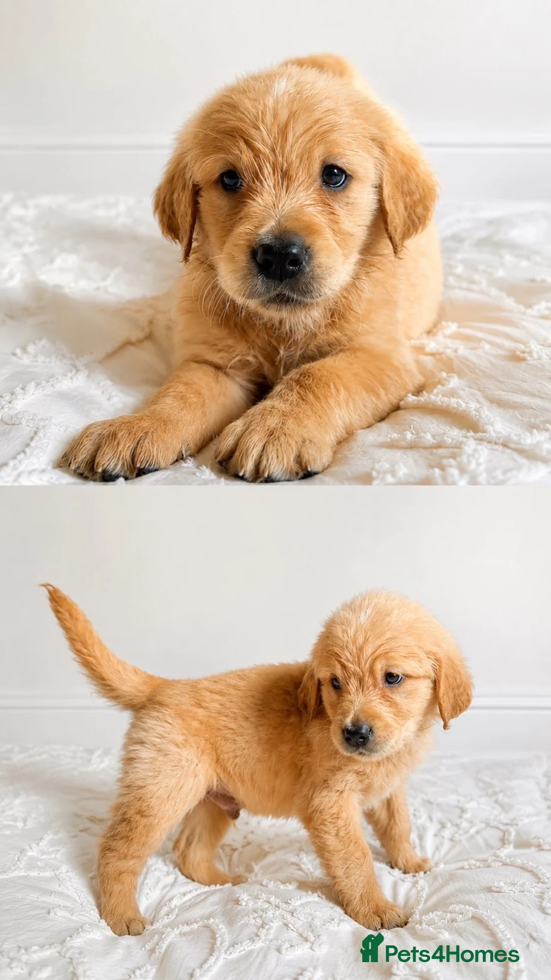 Golden Retriever dogs for sale: 8 gorgeous Golden Retriever puppies  - Advert 1