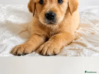 Golden Retriever dogs 8 gorgeous Golden Retriever puppies - Advert 5