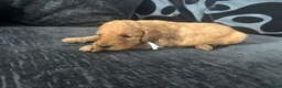 Mixed Breed dogs for sale: Outstanding litter of double doodles  - Advert 14
