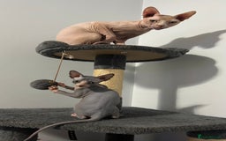 Sphynx cats for sale: Fantastic kittens are looking for new homes. - Image 13