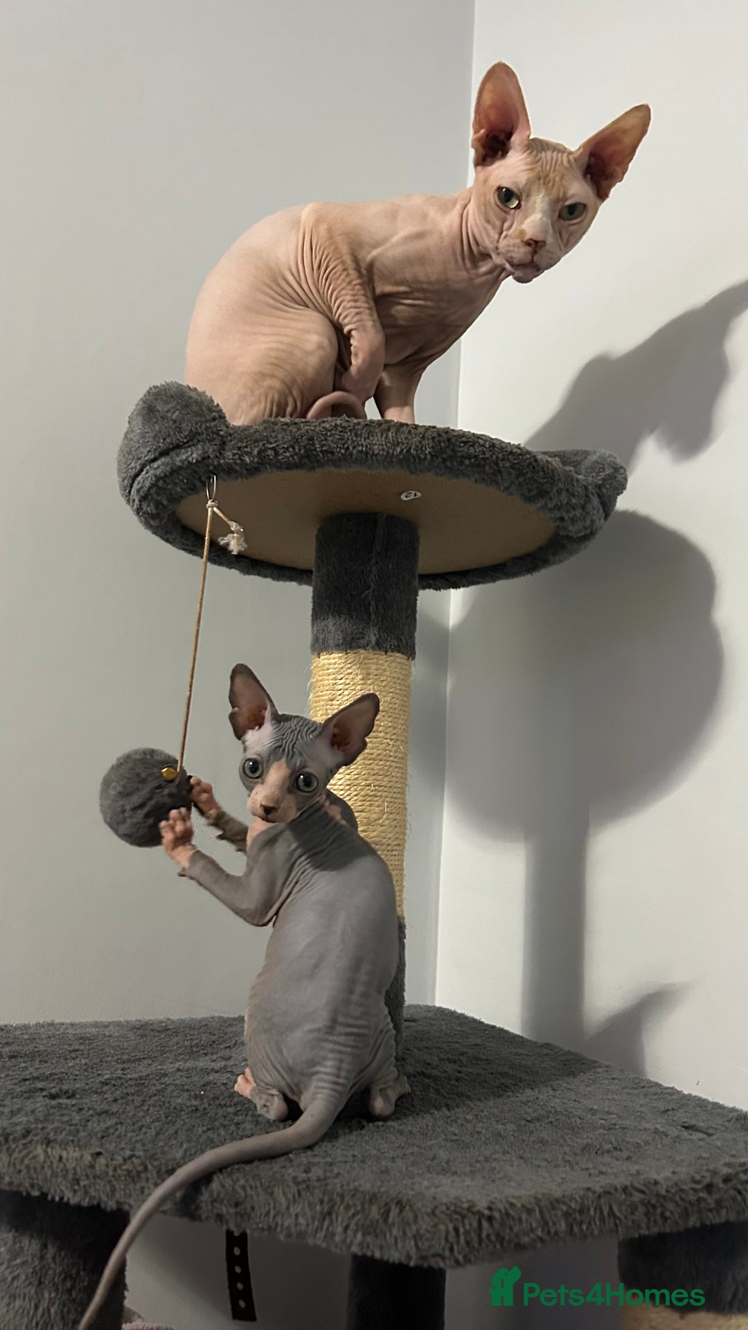 Sphynx cats for sale: Fantastic kittens are looking for new homes. - Image 13