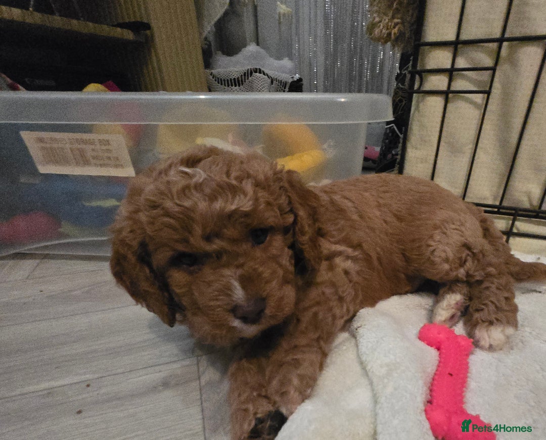 Cavapoo dogs for sale: Teddy bear cavapoo  - Advert 6