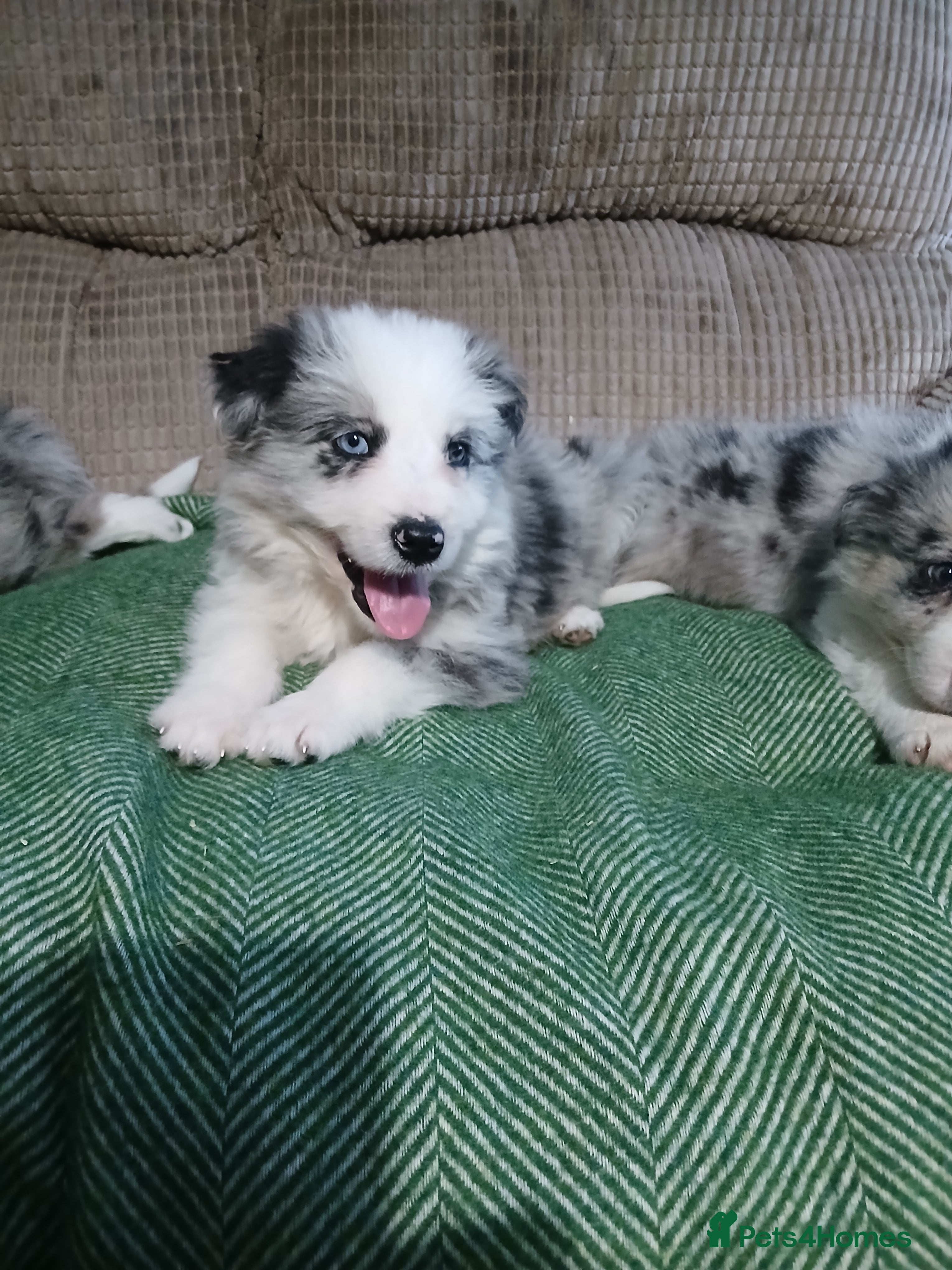 Mixed Breed dogs Beautiful lavender Merle border collie puppies  - Advert 18