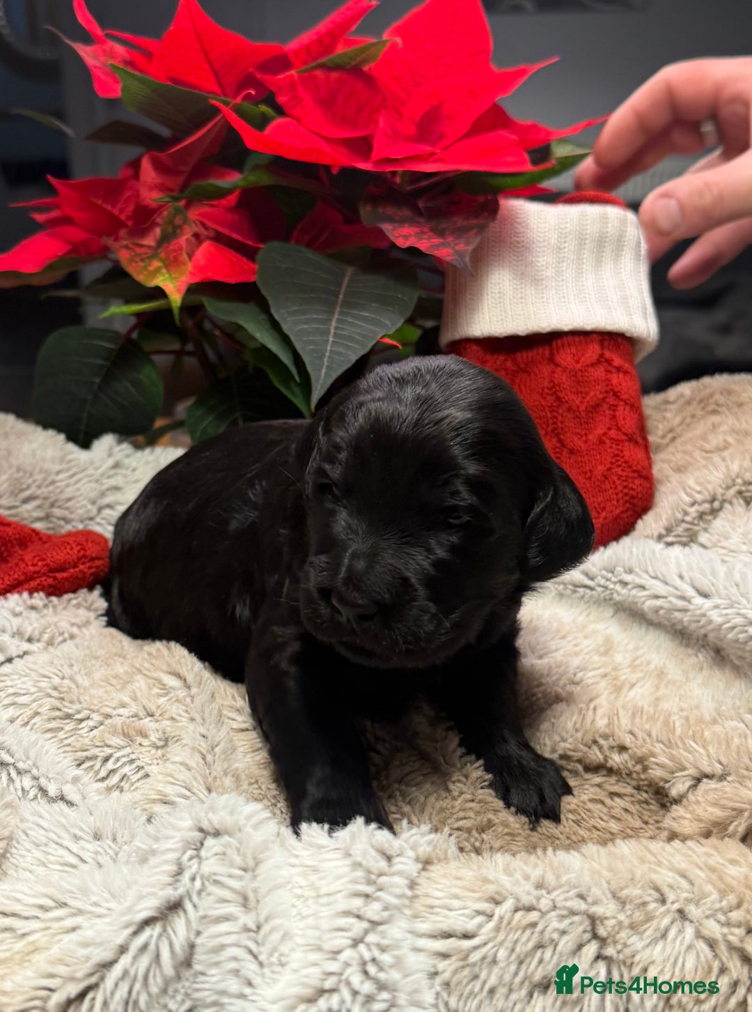 Goldendoodle dogs for sale: Health tested F1 Goldendoodle puppies  - Advert 23