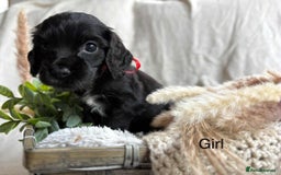 Cocker Spaniel dogs for sale: Show cocker spaniels - Image 2