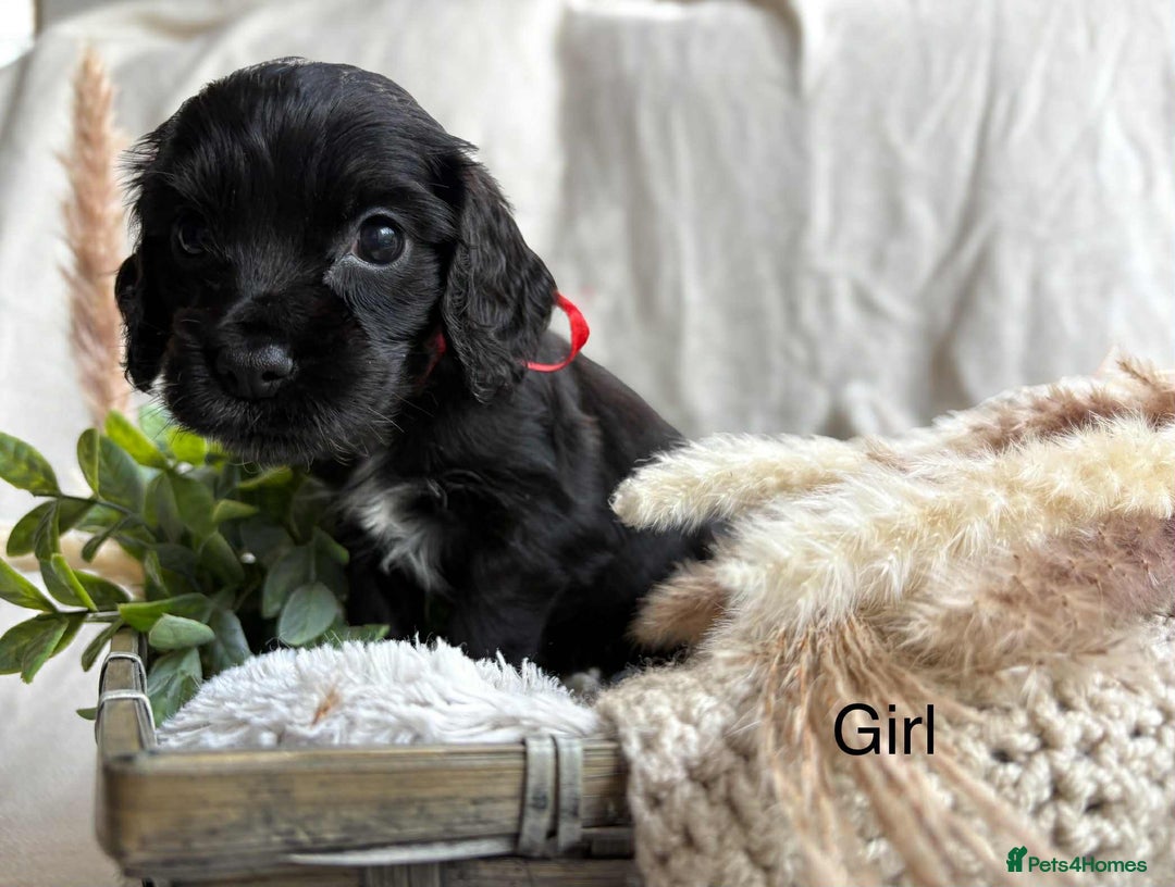 Cocker Spaniel dogs for sale: Show cocker spaniels - Image 2
