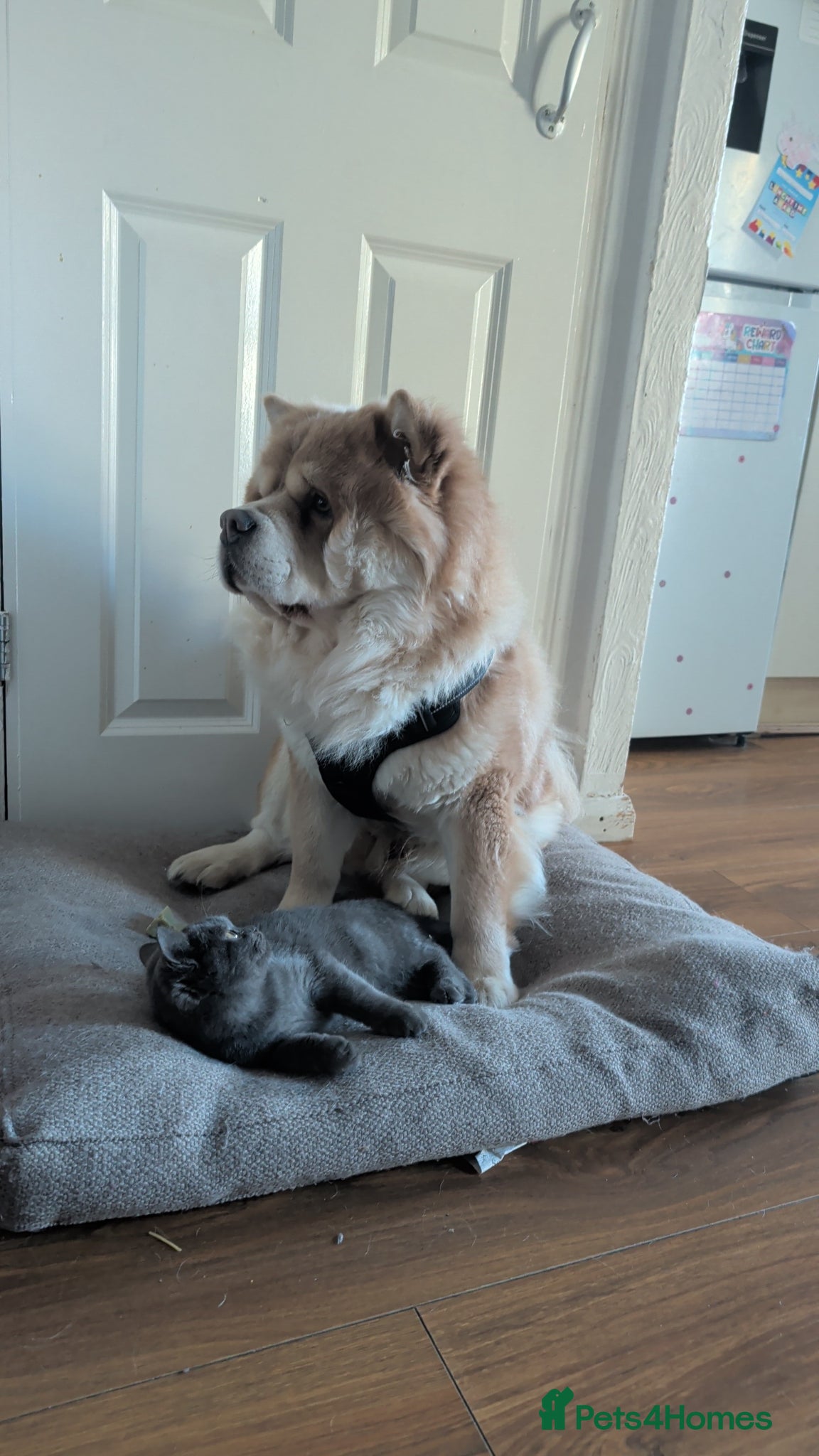 Chow Chow dogs Chow Chow – Male – 1.5 Years Old  - Advert 18