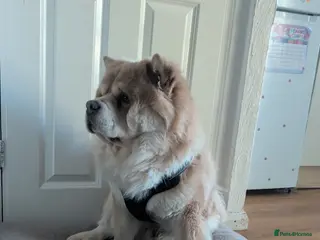 Chow Chow dogs Chow Chow – Male – 1.5 Years Old - Advert 18