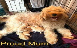 Irish Doodle dogs for sale: Beautiful Irishdoodles - Image 13