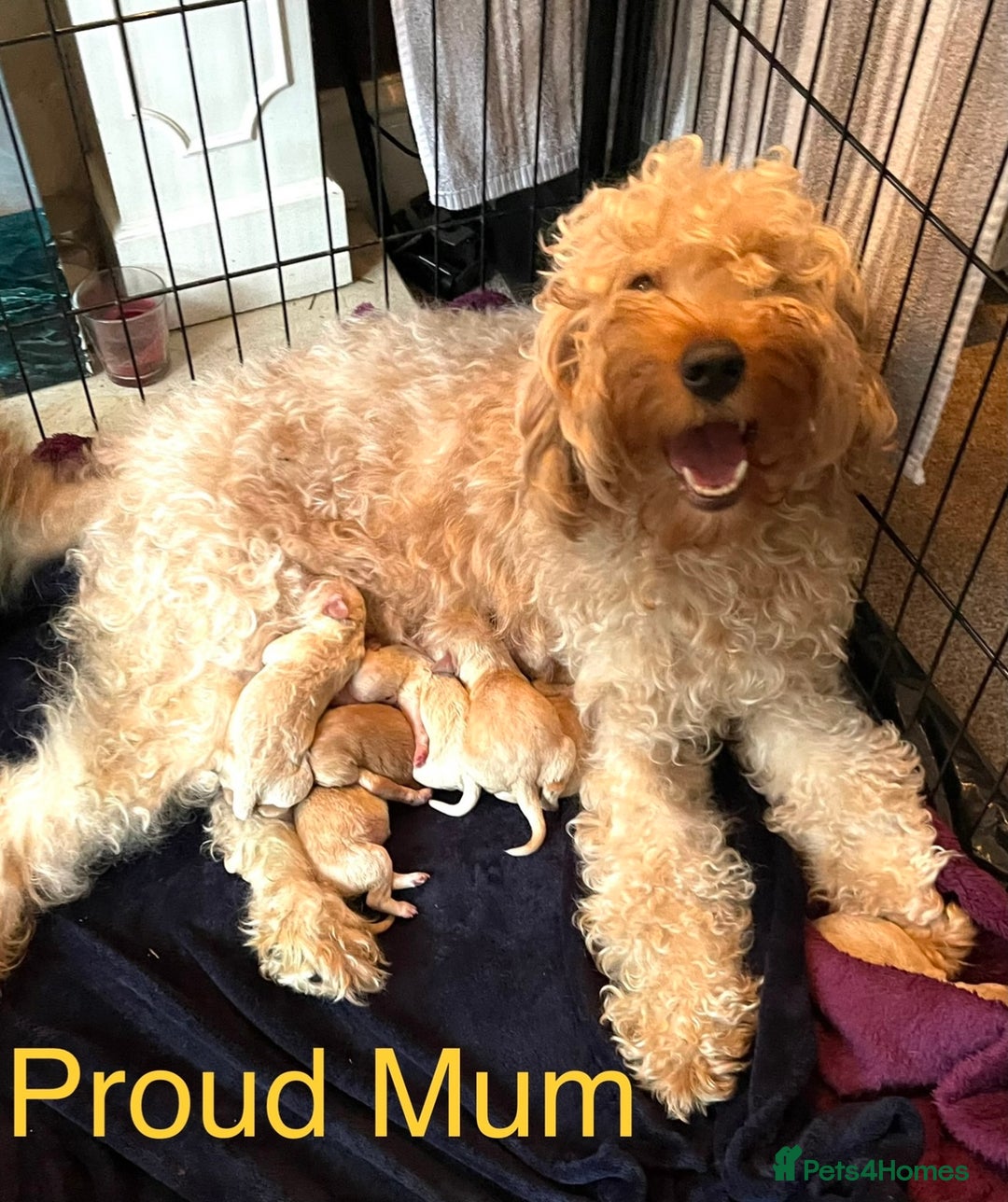 Irish Doodle dogs for sale: Beautiful Irishdoodles - Image 13
