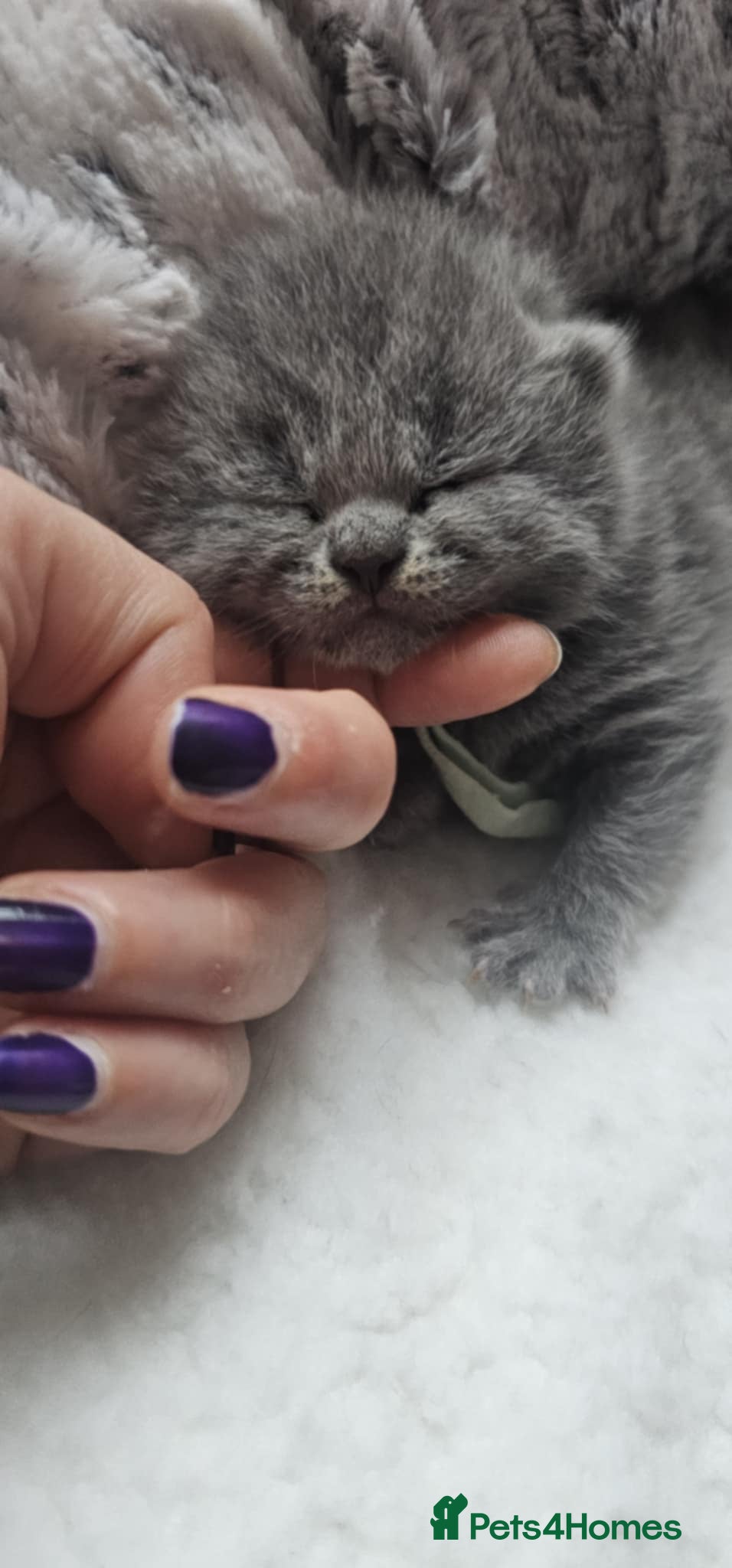 British Shorthair cats High-Quality British Shorthair Kittens GCCF - Advert 8