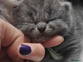 British Shorthair cats High-Quality British Shorthair Kittens GCCF - Advert 1